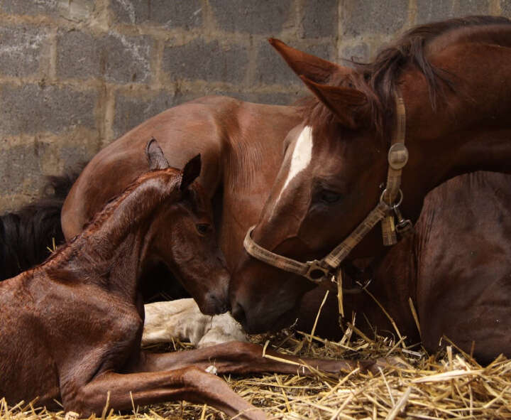 gut zu wissen zucht checkliste geburt hoeveler